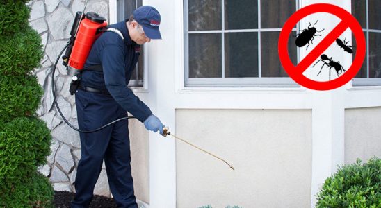 Tirebolu Fare İlaçlama böcek ilaçlama ve haşere kontrolü — ilaclama-tr.com